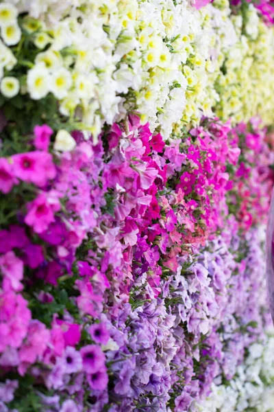 White Pink Purple Flower Gaden — Stock Photo, Image