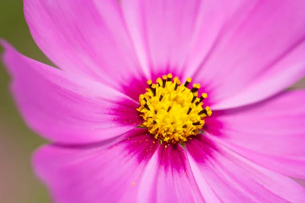 Закрыть Розовый Космический Цветок — стоковое фото