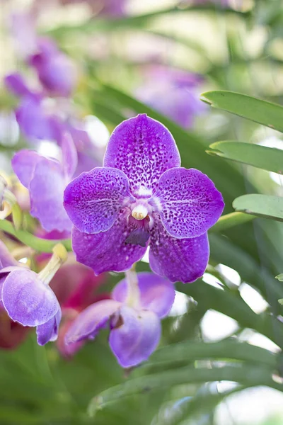 Nahaufnahme Lila Orchidee Garten Vertikal — Stockfoto