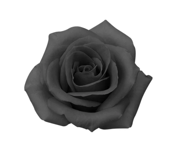 Rosa Nera Fiore Isolato Sfondo Bianco Messa Fuoco Morbida Percorso — Foto Stock