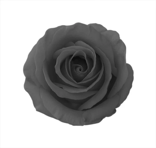 Rosa Rose Blume Isoliert Auf Weißem Hintergrund Weicher Fokus Und lizenzfreie Stockfotos