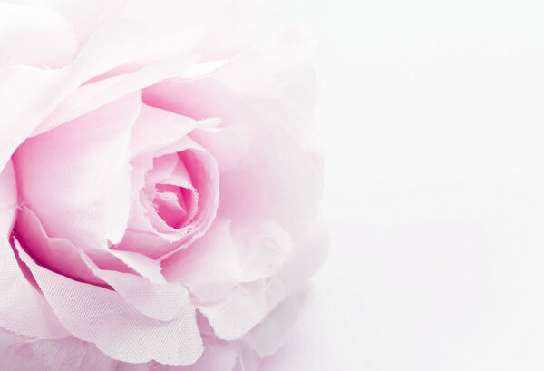 розовый цветок на белом фоне, мягкий фокус
