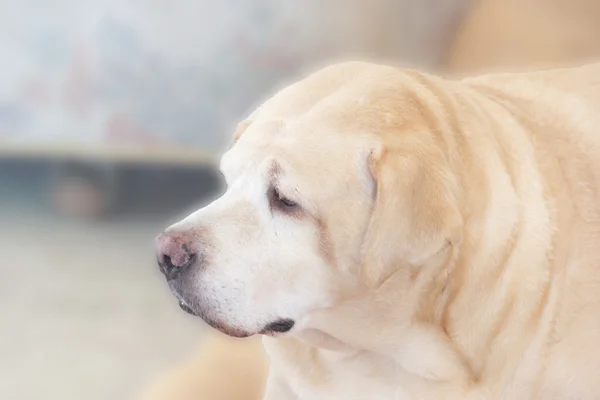 脂肪ラブラドル ・ レトリーバー犬、8 歳、ソフト フォーカス — ストック写真