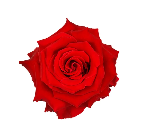 Rosa vermelha isolada no fundo branco, caminho de recorte — Fotografia de Stock