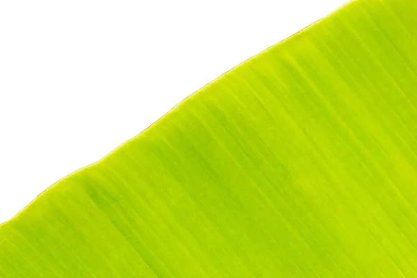 Зелене листя банана на білому фоні — стокове фото