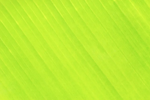 Green leaves banana background or texture — Stock Photo, Image
