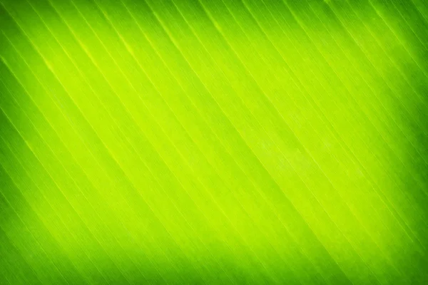 Green leaves banana background or texture — Stock Photo, Image