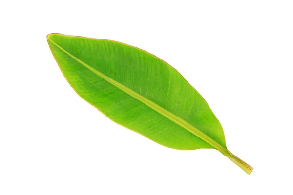 Green leaves banana on white background — Stock Photo, Image