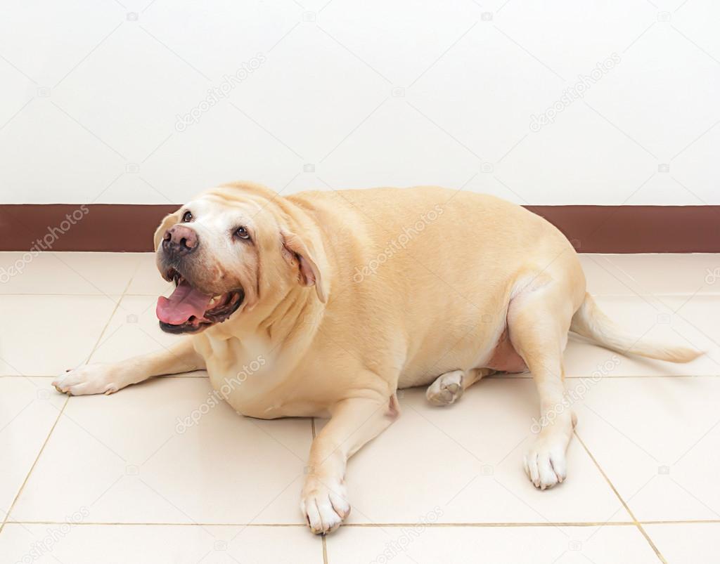 Fat labrador dog 2025