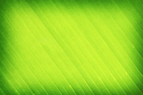 Green leaves banana background or texture — Stock Photo, Image