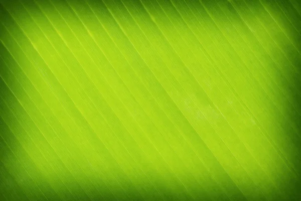 Green leaves banana background or texture — Stock Photo, Image