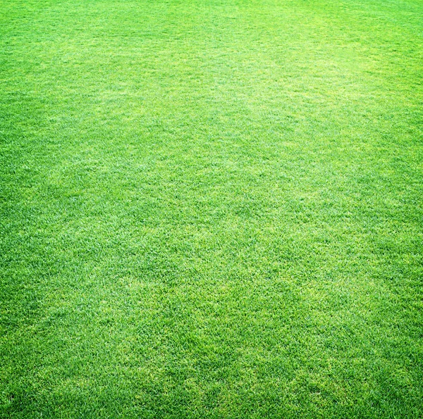 Primavera fresca grama verde, textura de grama verde ou fundo — Fotografia de Stock