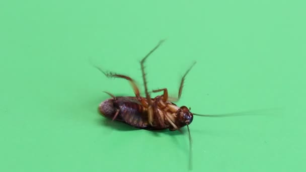 Kackerlacka ligger döende på en grön skärm — Stockvideo