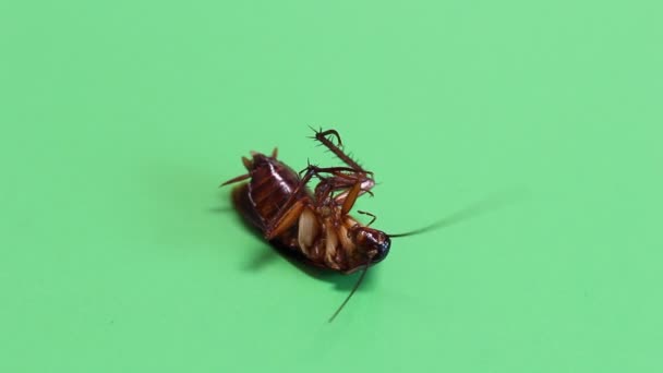 緑色の画面に死んで横たわっているゴキブリ — ストック動画