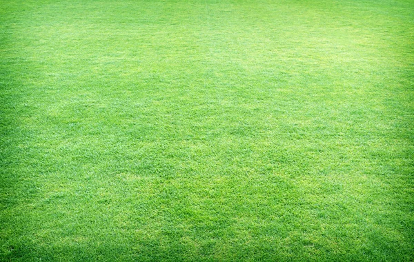 Hierba verde de primavera fresca, textura de hierba verde o fondo —  Fotos de Stock