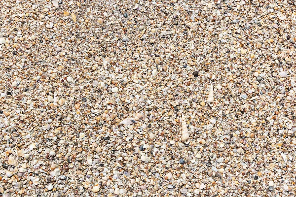 Ракушки на пляже, текстура для фона — стоковое фото