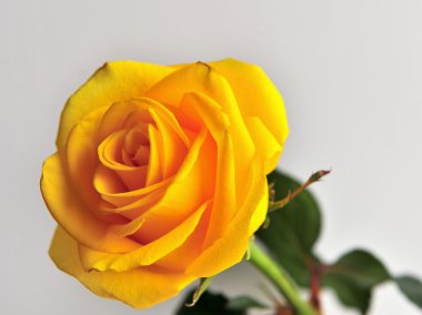 Beyaz arkaplanda sarı gül