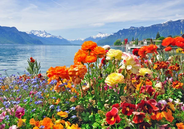 Bunte Blumen mit Genfer See im Hintergrund — Stockfoto