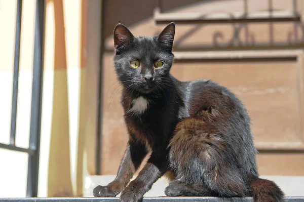 Retrato Gato Negro Afuera Con Fondo Borroso —  Fotos de Stock