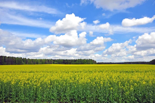 Blooming field and cloudy sky — Stock Photo, Image