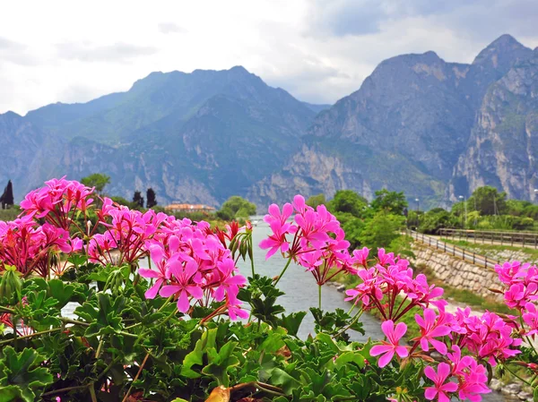 Квіти і гори — стокове фото
