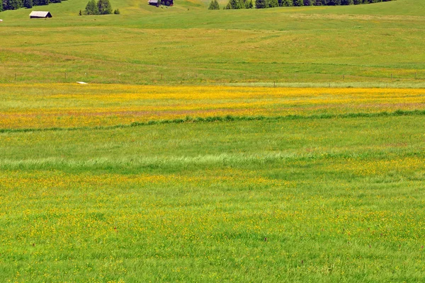 Almwiesen — Stockfoto