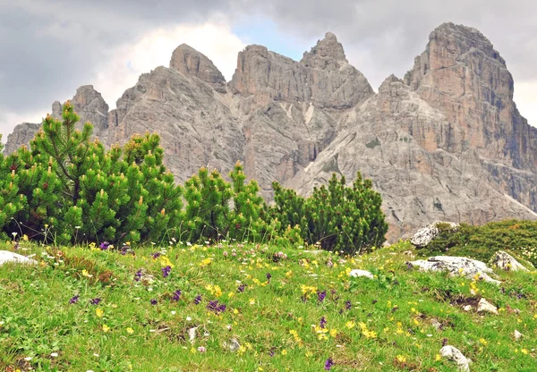 Bloeiende bloemen en bergen in drie pieken nationaal park — Stockfoto