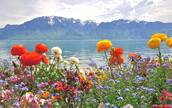 Flores de primavera e montanhas — Fotografia de Stock