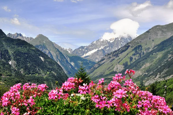 Flowers and mountains — Stock Photo, Image