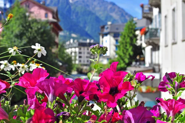 Flores de verão em chamonix — Fotografia de Stock