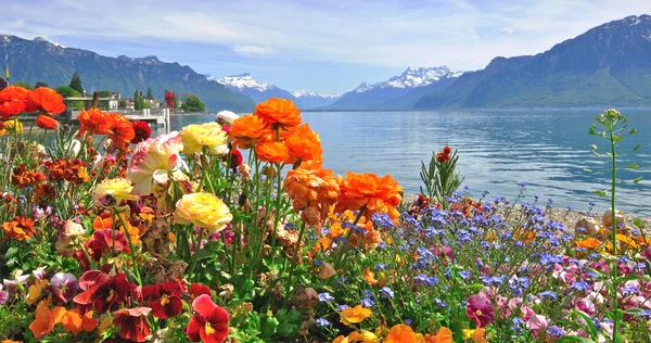 Frühlingsblumen in voller Blüte — Stockfoto