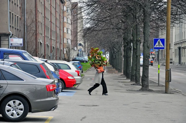 Undefined woman with a plant crosses the street — Zdjęcie stockowe