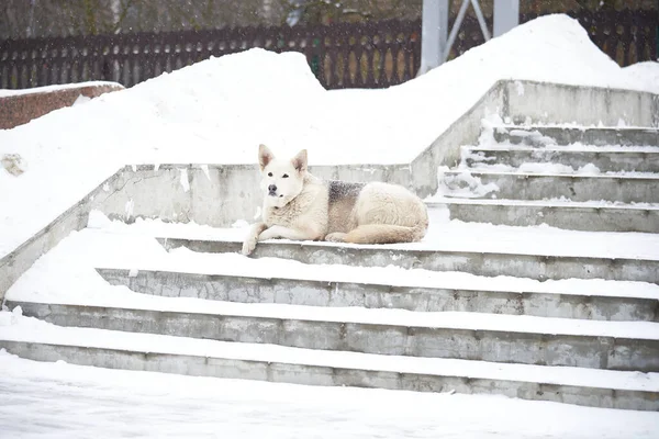 A white dog lies on the snow in the park — Stock Photo, Image