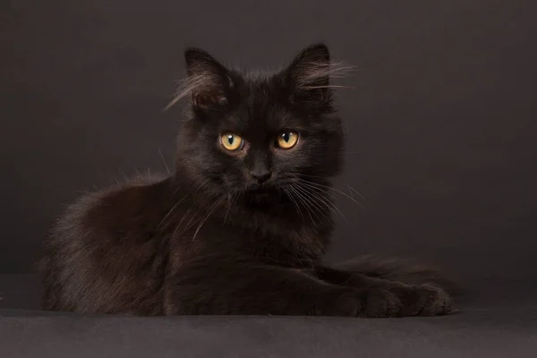 Gatinho Preto Olhando Para Câmera — Fotografia de Stock