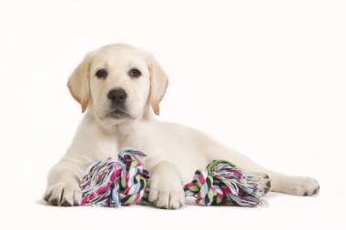Renkli oyuncak ile Labrador köpek yavrusu