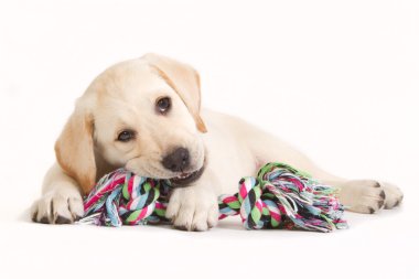 Renkli bir oyuncak ısırma Labrador köpek yavrusu