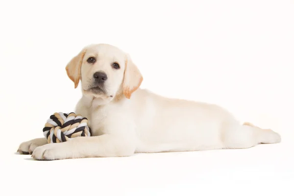 Cachorro labrador con una bola beige — Foto de Stock