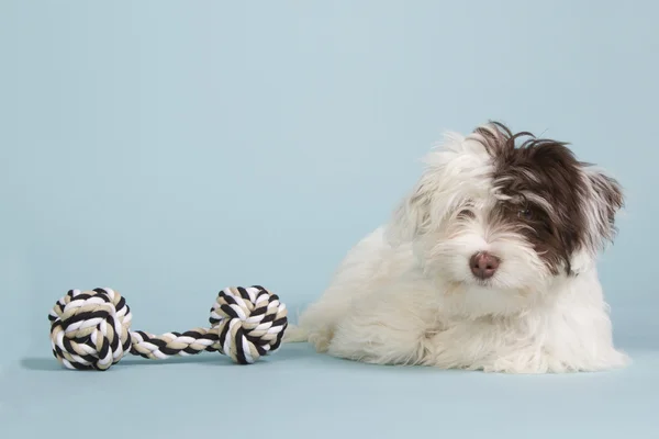 Boomer cachorro con un juguete de perro — Foto de Stock