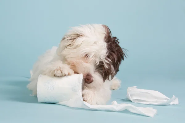 Boomer pup met wc-papier — Stockfoto