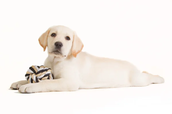 Labrador puppy with a beige ball Royalty Free Stock Photos