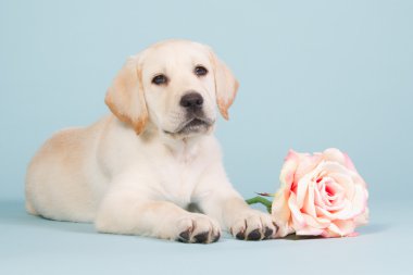Pembe bir gül ile Labrador köpek yavrusu