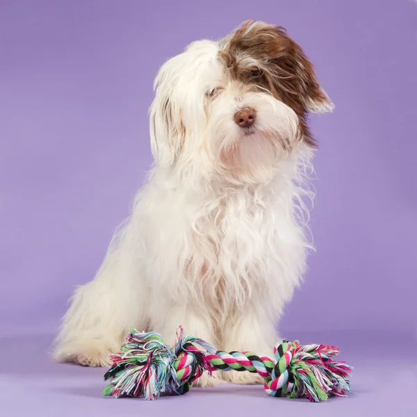 Boomer cachorro sobre un fondo púrpura — Foto de Stock