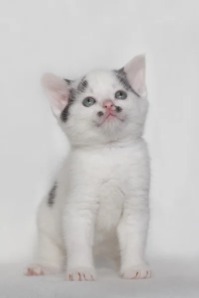 Black and white kitten with blue eyes — Stock Photo, Image