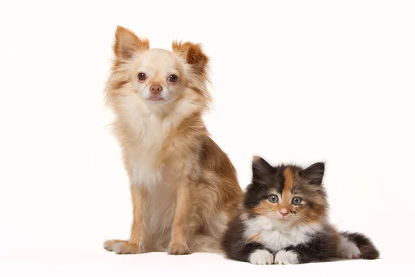 Chihuahua mit Maine-Coon-Jungtier — Stockfoto