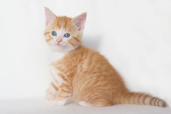 ลูกแมวสีแดง ตาสีฟ้า — ภาพถ่ายสต็อก