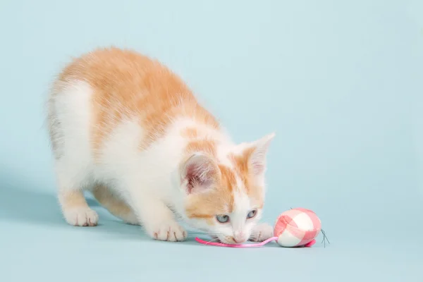 Red kitten with a pink toy mouse — Stock Photo, Image