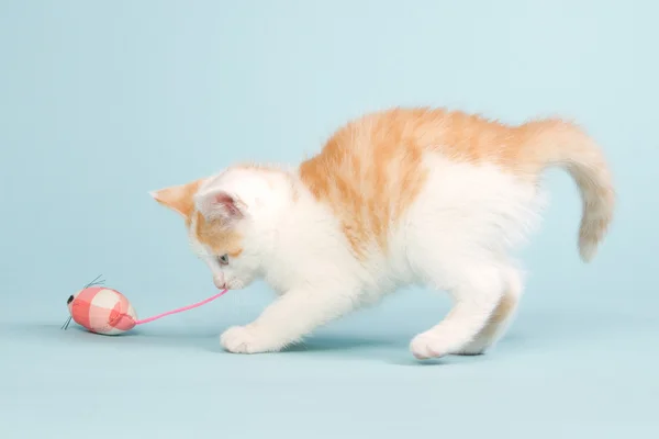 Red kitten with pink toy mouse Stock Image