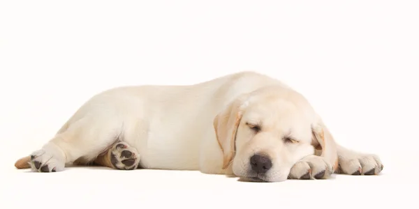 Adormecido cachorro labrador amarelo — Fotografia de Stock