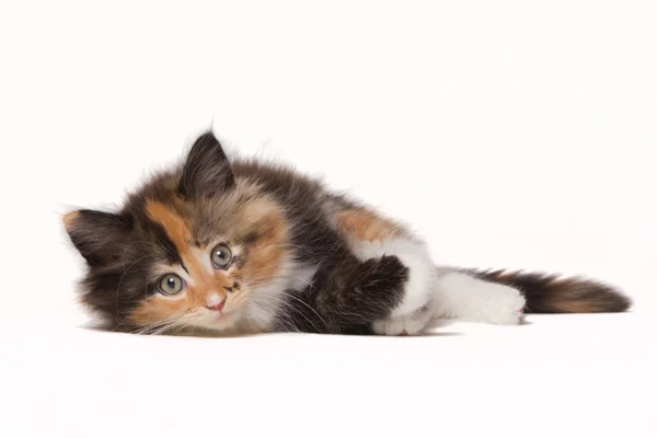 Laying tricolor Maine coon kitten — Stock Photo, Image