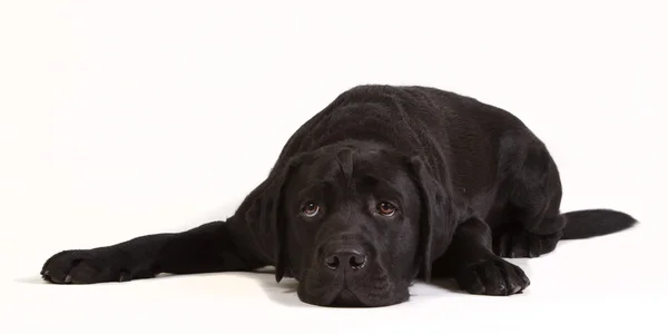 Labrador negro perezoso — Foto de Stock